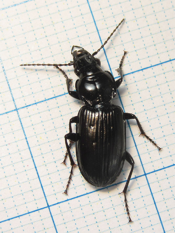 Carabidae: Pterostichus melanarius ?? no, Pt. aterrimus